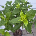 Hortenzia metlinatá (Hydrangea paniculata)  ‘Little Lime’  - výška 80-100 cm, kont. C10L - NA KMIENKU